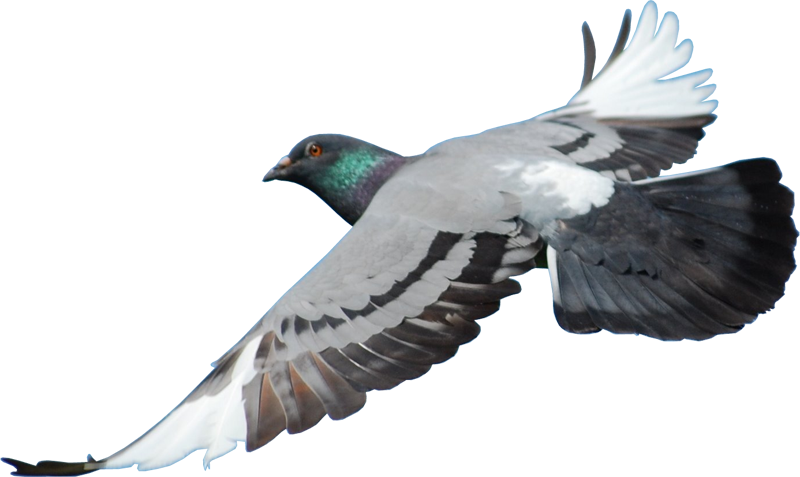 Pomba