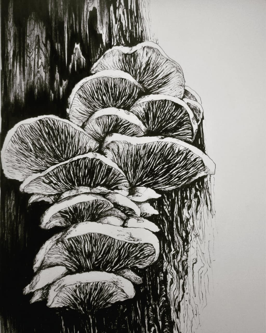 Fungi & Dead Tree